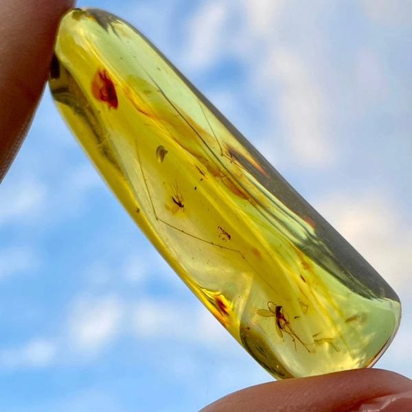 Colombian Young Amber - Image #9