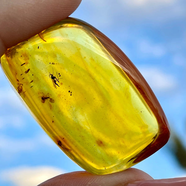 Colombian Young Amber - Image #2