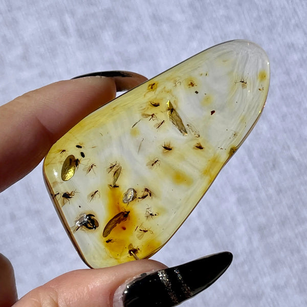 Colombian Young Amber with Insects - Image #3
