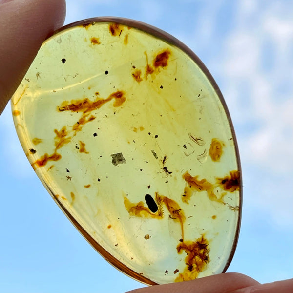 Colombian Young Amber - Image #8