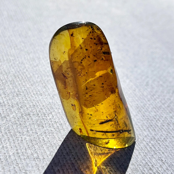 Chiapas Amber with Insects (Copy) - Image #1