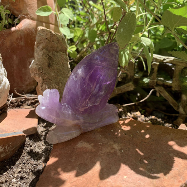 Amethyst Snails