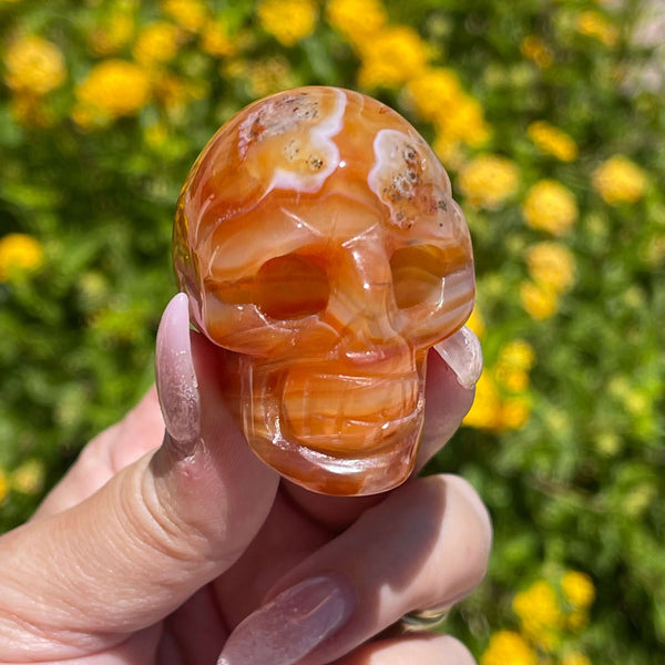 Banded Carnelian Skulls - Image #1