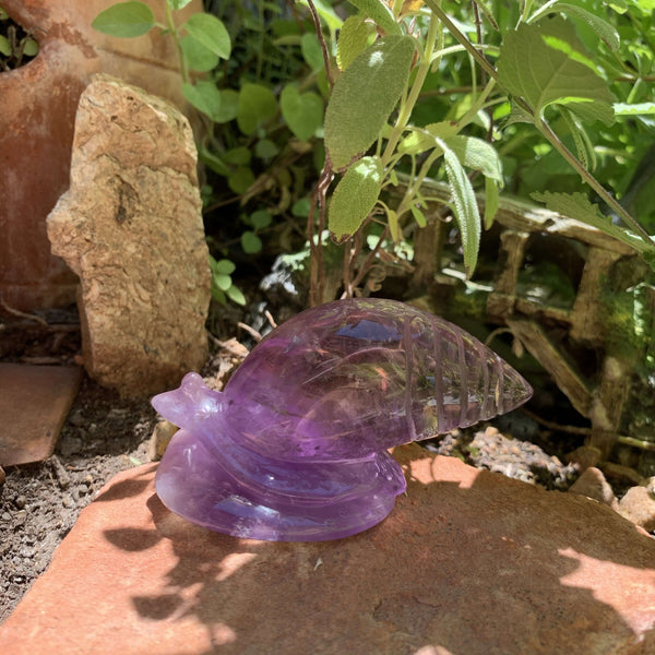 Amethyst Snails