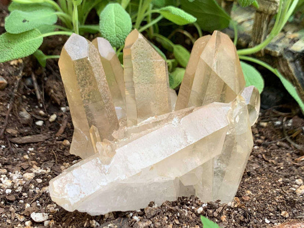 Lemurian Quartz cluster