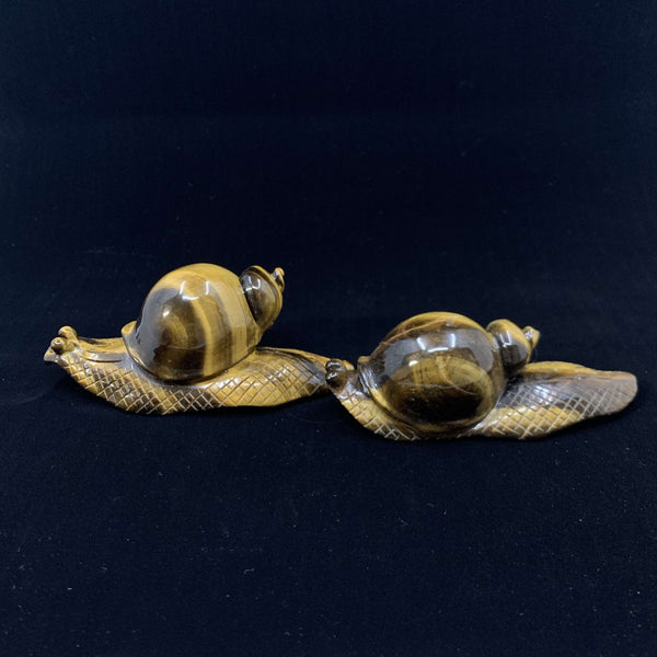 Tiger Eye Snails