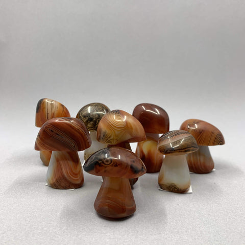 Sardonyx Mushrooms