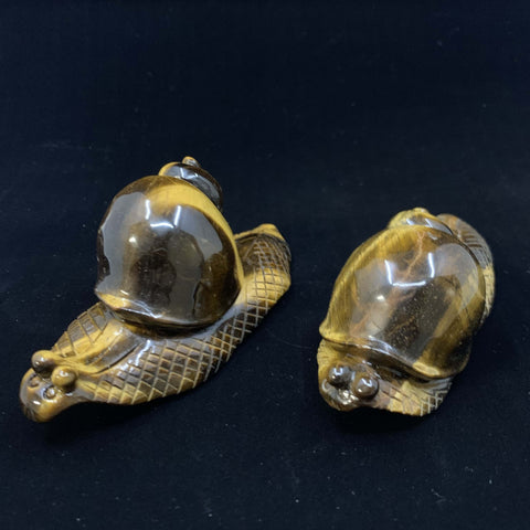 Tiger Eye Snails